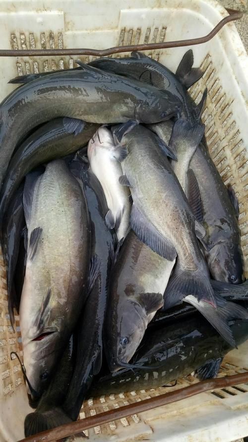 鮰魚圖片大全大圖【《鮰魚圖片大全大圖》】