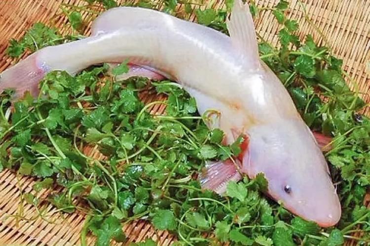 鮰魚圖片大全大圖【《鮰魚圖片大全大圖》】