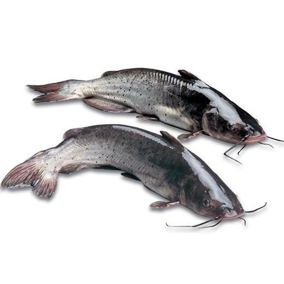 鮰魚圖片大全大圖【《鮰魚圖片大全大圖》】