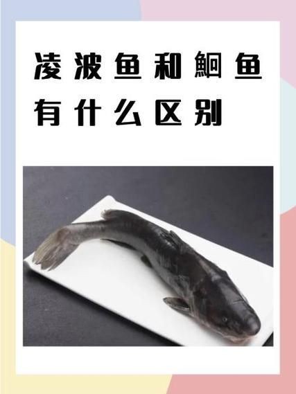鮰魚圖片大全大圖【《鮰魚圖片大全大圖》】