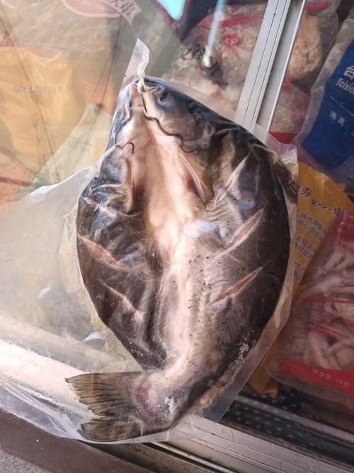 鮰魚圖片大全大圖【《鮰魚圖片大全大圖》】