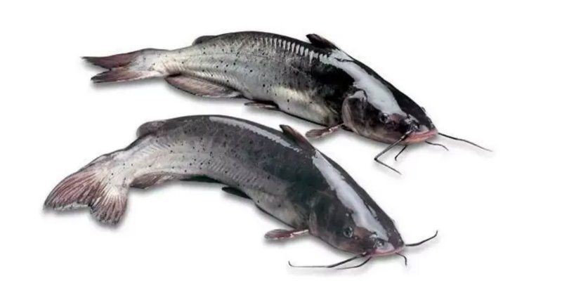 鮰魚圖片大全大圖【《鮰魚圖片大全大圖》】