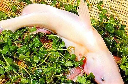 鮰魚圖片大全大圖【《鮰魚圖片大全大圖》】