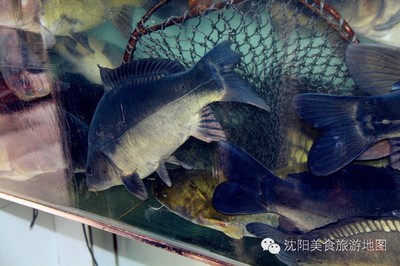 羅湖區(qū)文興水族館（羅湖區(qū)文興水族館地址）【深圳市羅湖區(qū)文興水族館】