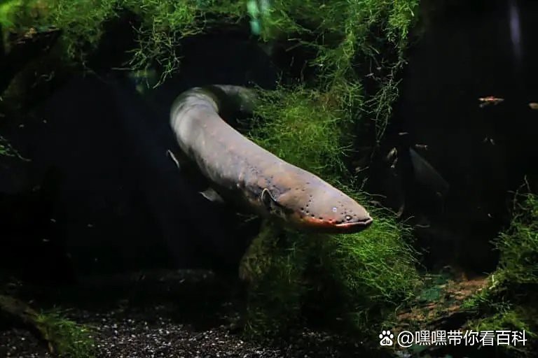 電鰻發音【\