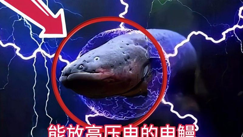 電鰻發(fā)音【\