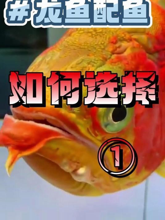 如何選擇適合與龍魚混養的配魚？【京職智庫金龍魚紅龍魚怎么養分享自己怎么給龍魚搭配配魚的選擇】