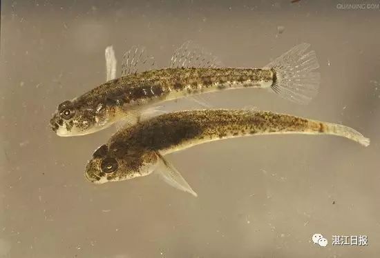 虎魚的毒致命嗎【世界上最毒的魚有毒蝦虎魚和云斑裸頰蝦虎魚)含有致命毒素】