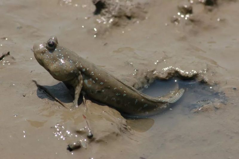 虎魚的毒致命嗎【世界上最毒的魚有毒蝦虎魚和云斑裸頰蝦虎魚)含有致命毒素】