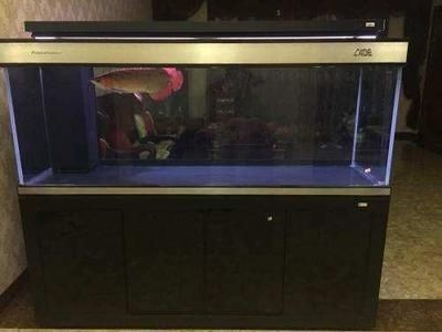 印尼辣椒紅龍魚價格表大全圖（印尼辣椒紅龍魚價格表大全圖片）【印尼辣椒紅龍魚價格表】