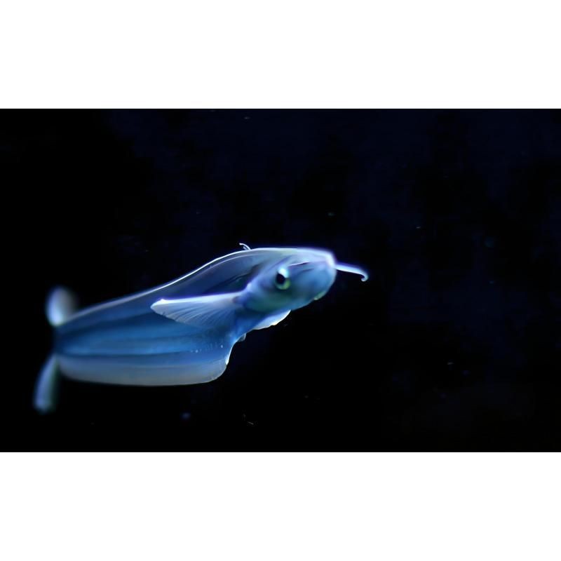 海象魚有幾個品種【彩色香檳海象魚有哪些飼養(yǎng)注意事項玻璃海象魚飼養(yǎng)注意事項】