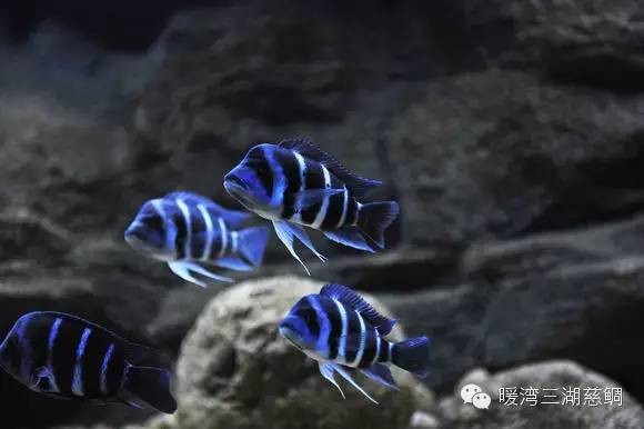 薩伊藍公母區分圖解【《薩伊藍公母區分圖解》薩伊藍公母區分圖解*】
