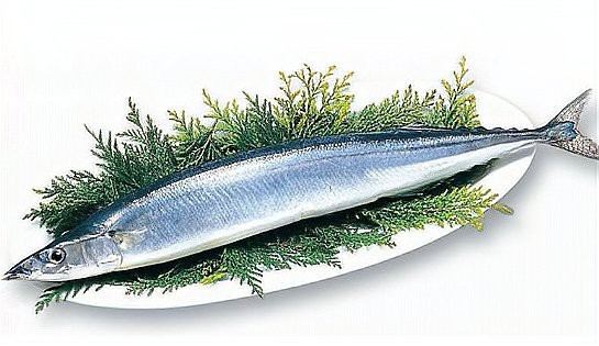 秋刀魚為何要盡量少吃【秋刀魚為什么不能多吃】 秋刀魚為何要盡量少吃【秋刀魚為什么不能多吃】 龍魚論壇 第1張