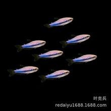 帝王魚多少錢一條【帝王魚的價格因多種因素而存在差異】