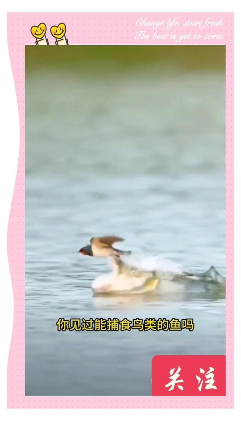 虎魚屬于上層魚還是下層魚【哪些虎魚適合混養(yǎng)】