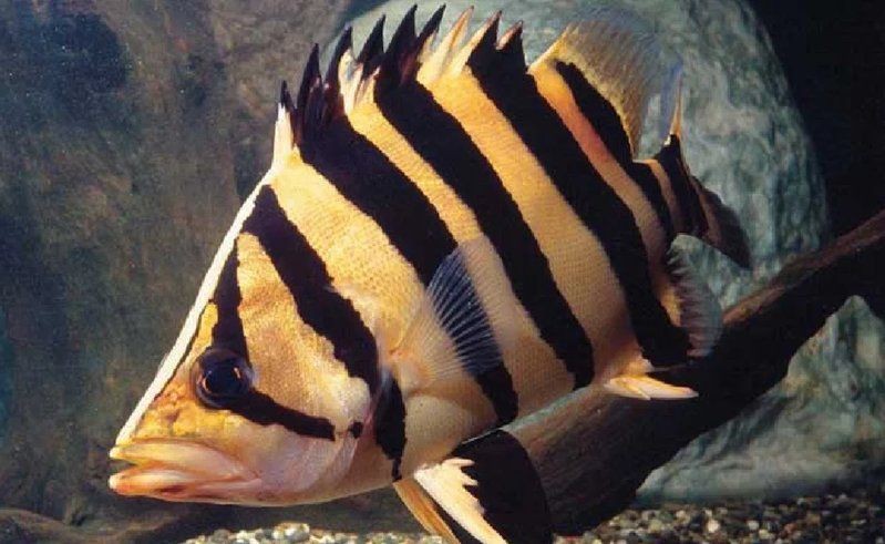 虎魚屬于上層魚還是下層魚【哪些虎魚適合混養(yǎng)】