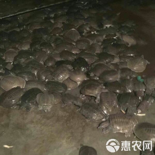甲魚苗批發(fā)魚苗出售【甲魚苗批發(fā)市場現(xiàn)狀與發(fā)展趨勢分析甲魚苗批發(fā)市場現(xiàn)狀與發(fā)展趨勢分析】