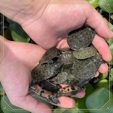甲魚苗批發(fā)魚苗出售【甲魚苗批發(fā)市場現(xiàn)狀與發(fā)展趨勢分析甲魚苗批發(fā)市場現(xiàn)狀與發(fā)展趨勢分析】