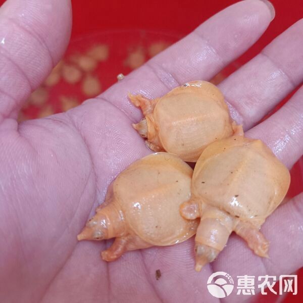 甲魚苗批發(fā)魚苗出售【甲魚苗批發(fā)市場現(xiàn)狀與發(fā)展趨勢分析甲魚苗批發(fā)市場現(xiàn)狀與發(fā)展趨勢分析】