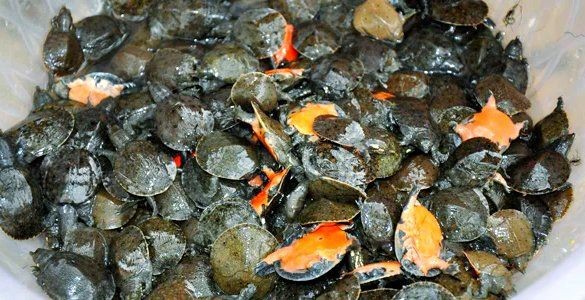 甲魚苗批發(fā)魚苗出售【甲魚苗批發(fā)市場現(xiàn)狀與發(fā)展趨勢分析甲魚苗批發(fā)市場現(xiàn)狀與發(fā)展趨勢分析】