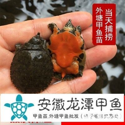 甲魚苗批發(fā)魚苗出售【甲魚苗批發(fā)市場現(xiàn)狀與發(fā)展趨勢分析甲魚苗批發(fā)市場現(xiàn)狀與發(fā)展趨勢分析】