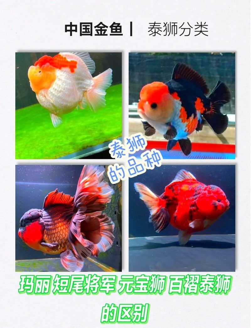 十種最漂亮的金魚【十種最漂亮的金魚品種】