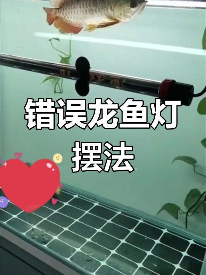 金龍魚燈光擺放有哪些常見誤區？【金龍魚燈光擺放常見誤區—龍魚燈光擺放技巧】 金龍魚燈光擺放有哪些常見誤區？【金龍魚燈光擺放常見誤區—龍魚燈光擺放技巧】 龍魚論壇 第1張