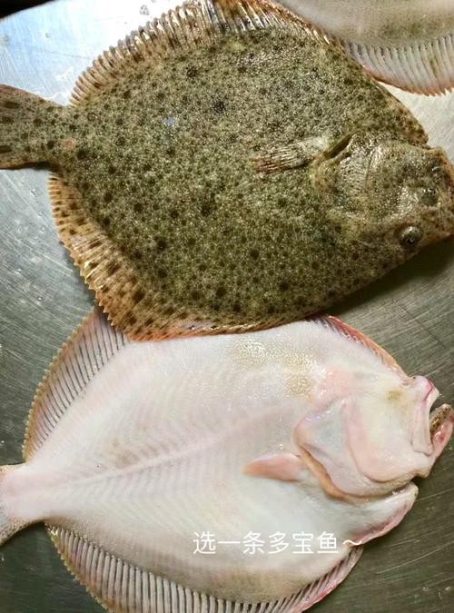 多寶魚長什么樣子圖片【《多寶魚的外貌特征》】