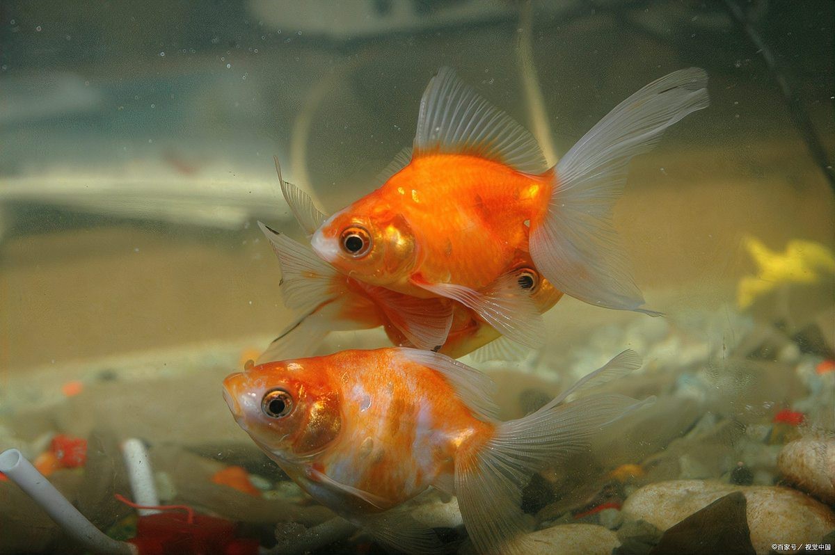 十大最好養的金魚【泰獅金魚、蝶尾金魚、珍珠鱗金魚、珍珠鱗金魚、蝶尾金魚】