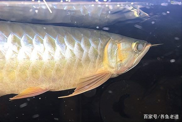 雷龍魚眼睛外凹可以自愈嗎【雷龍魚眼睛外凹可能自愈嗎】