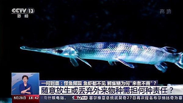 鱷雀鱔的天敵【《鱷雀鱔的天敵》】