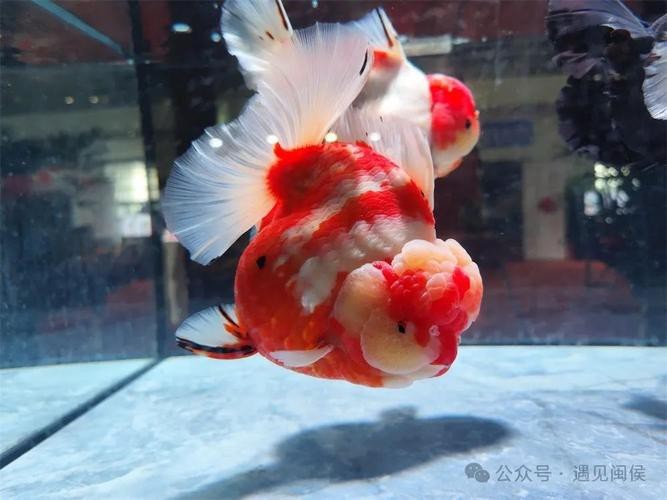 福魚長(zhǎng)什么樣子【《福魚長(zhǎng)什么樣》】