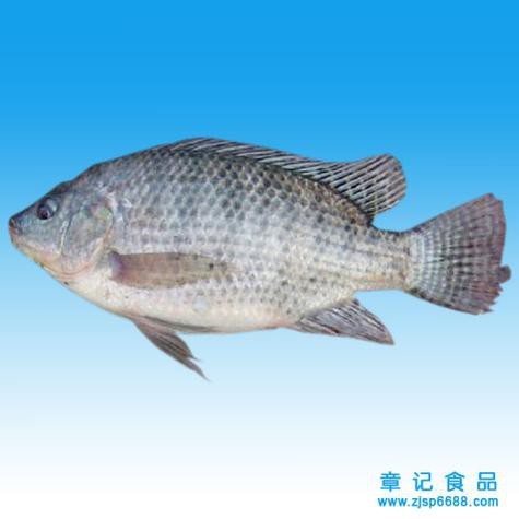 福魚長(zhǎng)什么樣子【《福魚長(zhǎng)什么樣》】