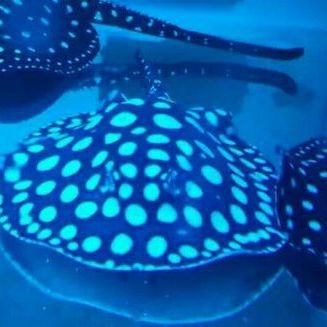 福魚長(zhǎng)什么樣子【《福魚長(zhǎng)什么樣》】