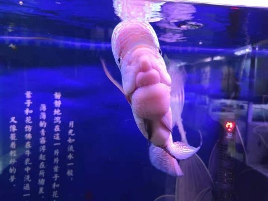 日照市東港區淼淼水族館（日照市東港區淼淼水族館電話）【日照東港區淼淼水族館】