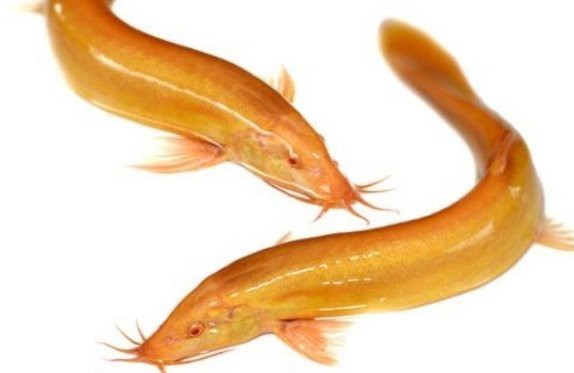 龍鰍魚簡介【《龍鰍魚簡介》龍鰍魚是一種兼具生態指示意義的魚類】