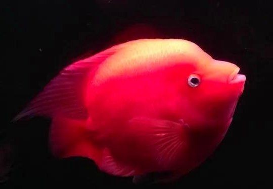 紅鸚鵡魚最貴三個品種【各式各樣的鸚鵡魚，你知道區(qū)分它們的品種嗎】