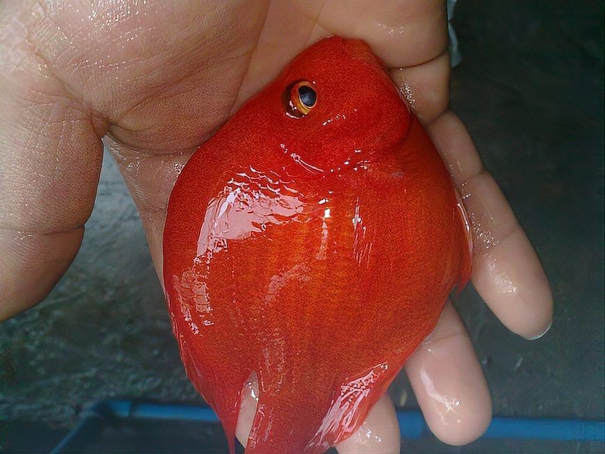 紅鸚鵡魚最貴三個品種【各式各樣的鸚鵡魚，你知道區(qū)分它們的品種嗎】 紅鸚鵡魚最貴三個品種【各式各樣的鸚鵡魚，你知道區(qū)分它們的品種嗎】 龍魚論壇 第6張