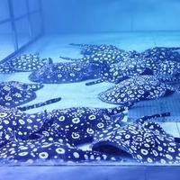 魟魚不吃食是怎么回事【《魟魚不吃食的原因及應(yīng)對(duì)方法》】