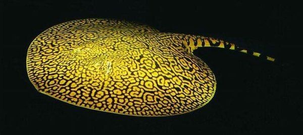 魟魚(yú)最建議買的5種魚(yú)【《巴赫斯河域特有的5種魟魚(yú)》】