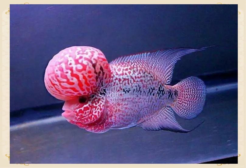 龍鳳錦鯉可以混養(yǎng)嗎？，偉爵爺818評論：冷水魚與熱帶魚的混養(yǎng)，龍鳳錦鯉可以和龍魟混養(yǎng)嗎
