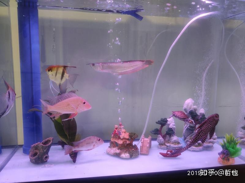養龍魚可以放沉木嗎