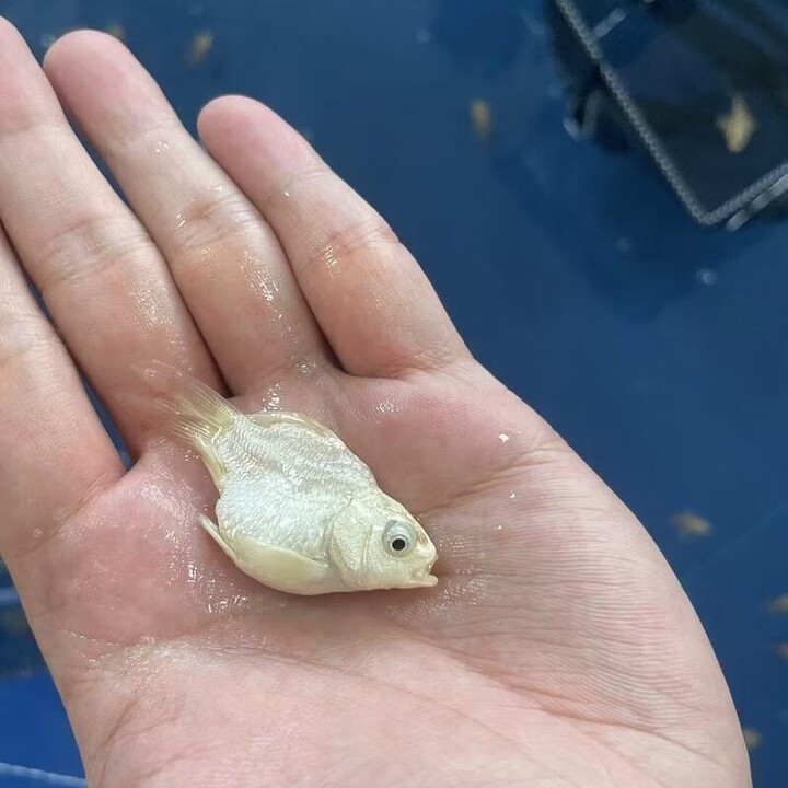 賽級魚多少錢一斤【為什么賽級魚的價格會比普通魚高很多？】