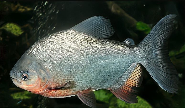 鱷魚的天敵【《戈三角洲，雌性河馬守護》】