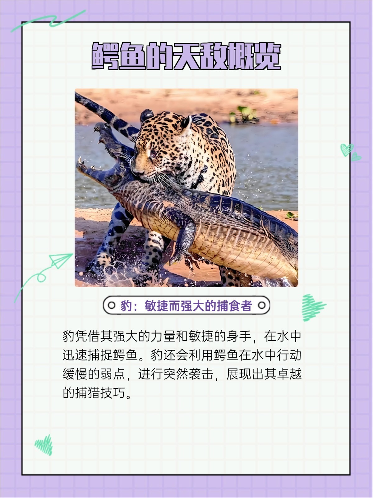 鱷魚的天敵【《戈三角洲，雌性河馬守護》】
