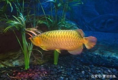 公主嶺市俏魚兒水族店（多久染頭發(fā)不傷頭發(fā)）【公主嶺俏魚兒水族店】