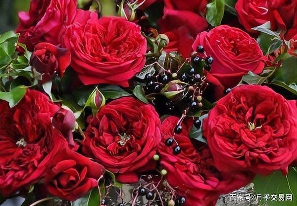 公認最好紅色月季品種【6種紅色月季的紅色月季】