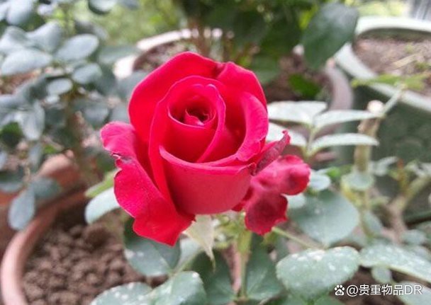 公認最好紅色月季品種【6種紅色月季的紅色月季】