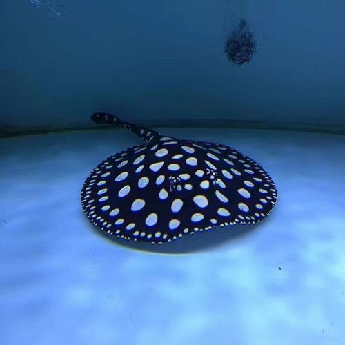 魟魚黑金最簡單三個(gè)步驟圖片【《魟魚黑金最簡單三個(gè)步驟圖片》】