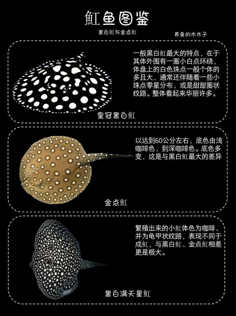 魟魚黑金最簡單三個步驟圖片【《魟魚黑金最簡單三個步驟圖片》】